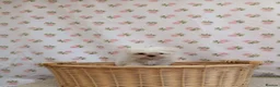 Maltese dogs for sale: Maltese  - Advert 6
