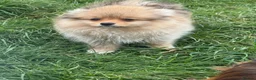 Pomeranian dogs for sale: Beautiful friendly and playful puppys pomeranians - Advert 14