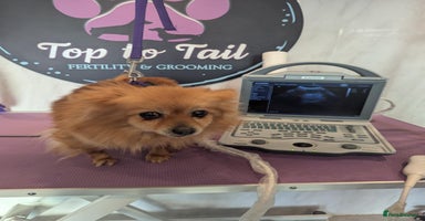 Pomeranian dogs - Advert 1
