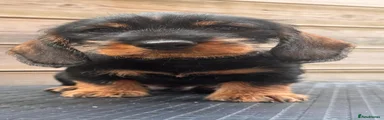 Dachshund Puppy 3
