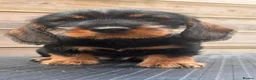 Dachshund dogs for sale: READY To LEAVE dachshund  k c wire haired puppy’s  - Advert 13