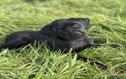 Mixed Breed dogs for sale: Rottweiler/vizsla - Image 5