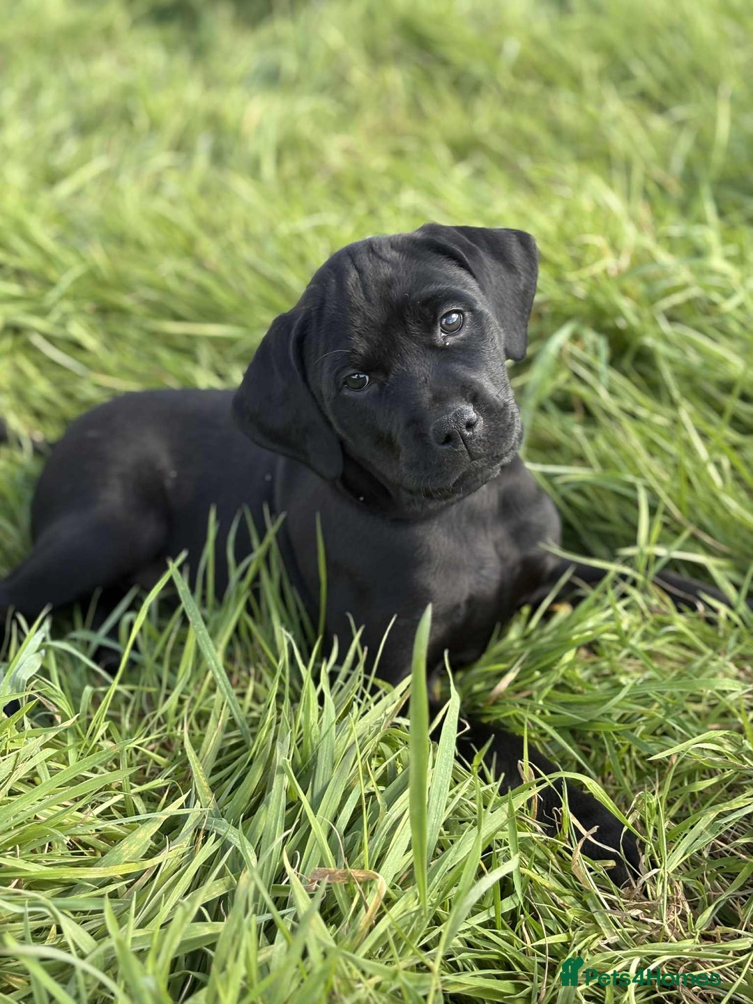 Mixed Breed dogs for sale: Rottweiler/vizsla - Image 5