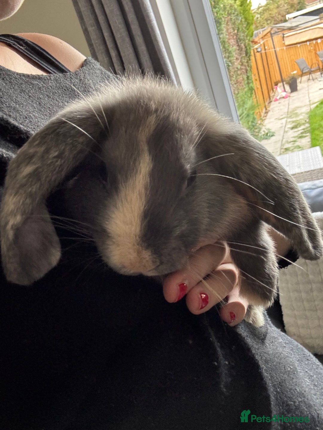 English rabbits for sale: 2 female house rabbits with cage  - Image 3