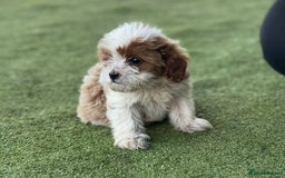 Cavapoo dogs for sale: 2 cavapoo puppies ready for there new homes  - Image 3