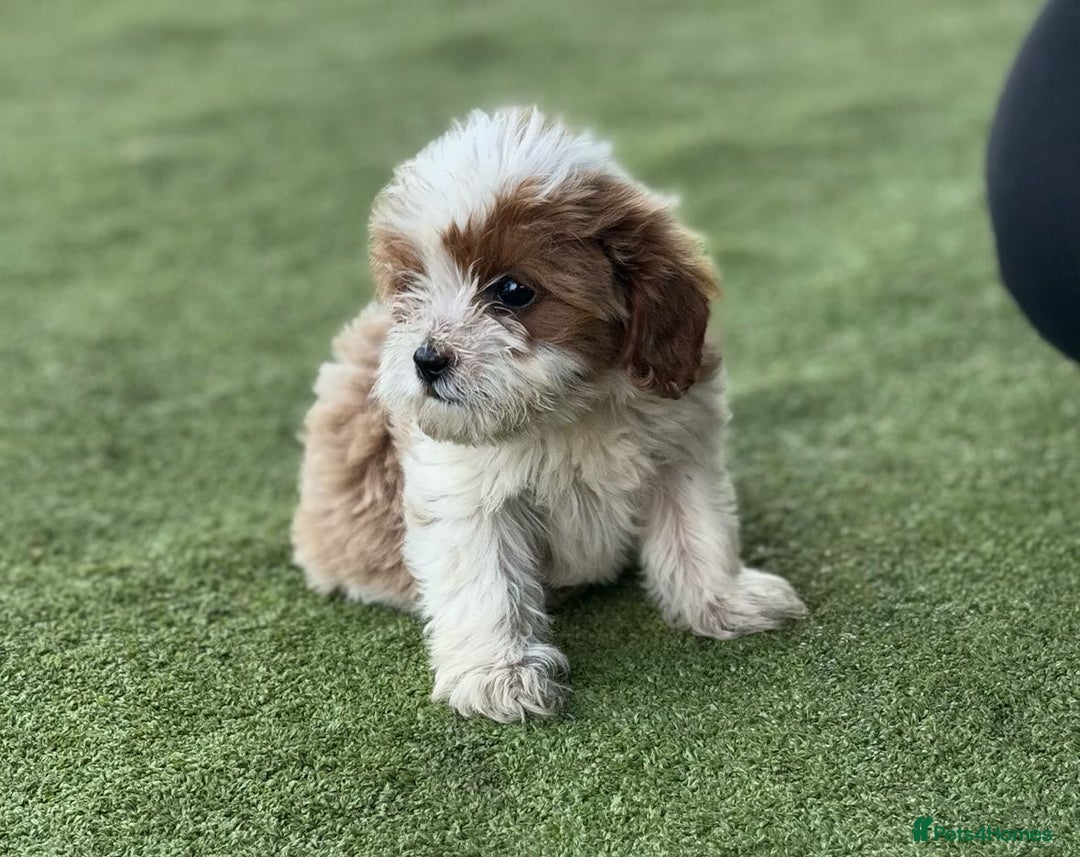 Cavapoo dogs for sale: 2 cavapoo puppies ready for there new homes  - Image 3