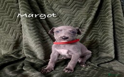 Whippet dogs for sale: Beautiful Whippet puppies for sale!  - Image 1