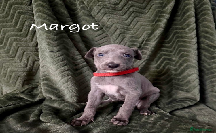 Whippet dogs - Advert 1