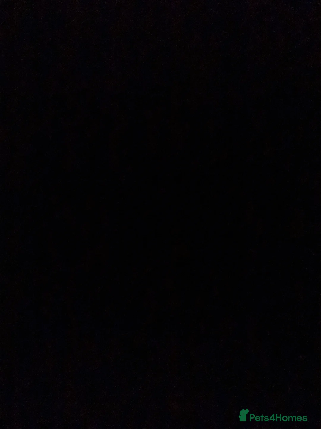 Guinea Pig rodents for sale: 2 male guinea pigs  in Edinburgh - Advert 1