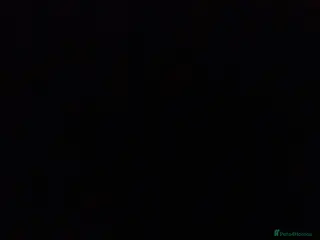 Guinea Pig rodents 2 male guinea pigs - Advert 1