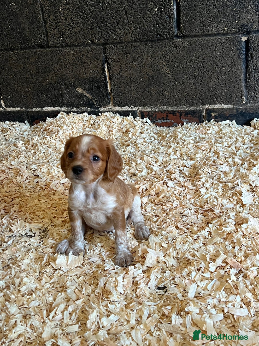 Brittany Spaniel dogs for sale: Brittany puppies for sale  - Image 14