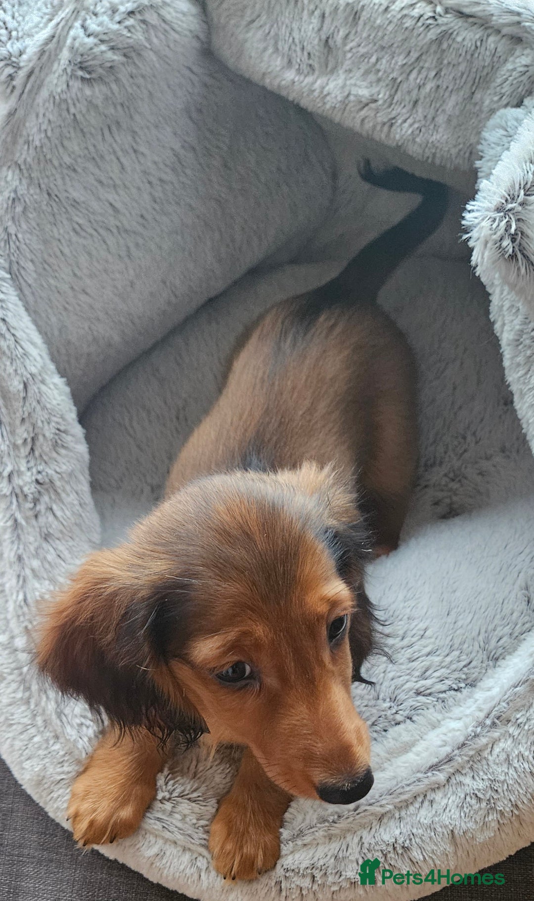 Miniature Dachshund dogs for sale: Ready now 🩵🩵🩵🩷 - Advert 22