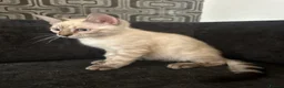 Bengal cats for sale: Snow Lynx Bengal Mix Kittens Need Home ASAP in Birmingham - Advert 7