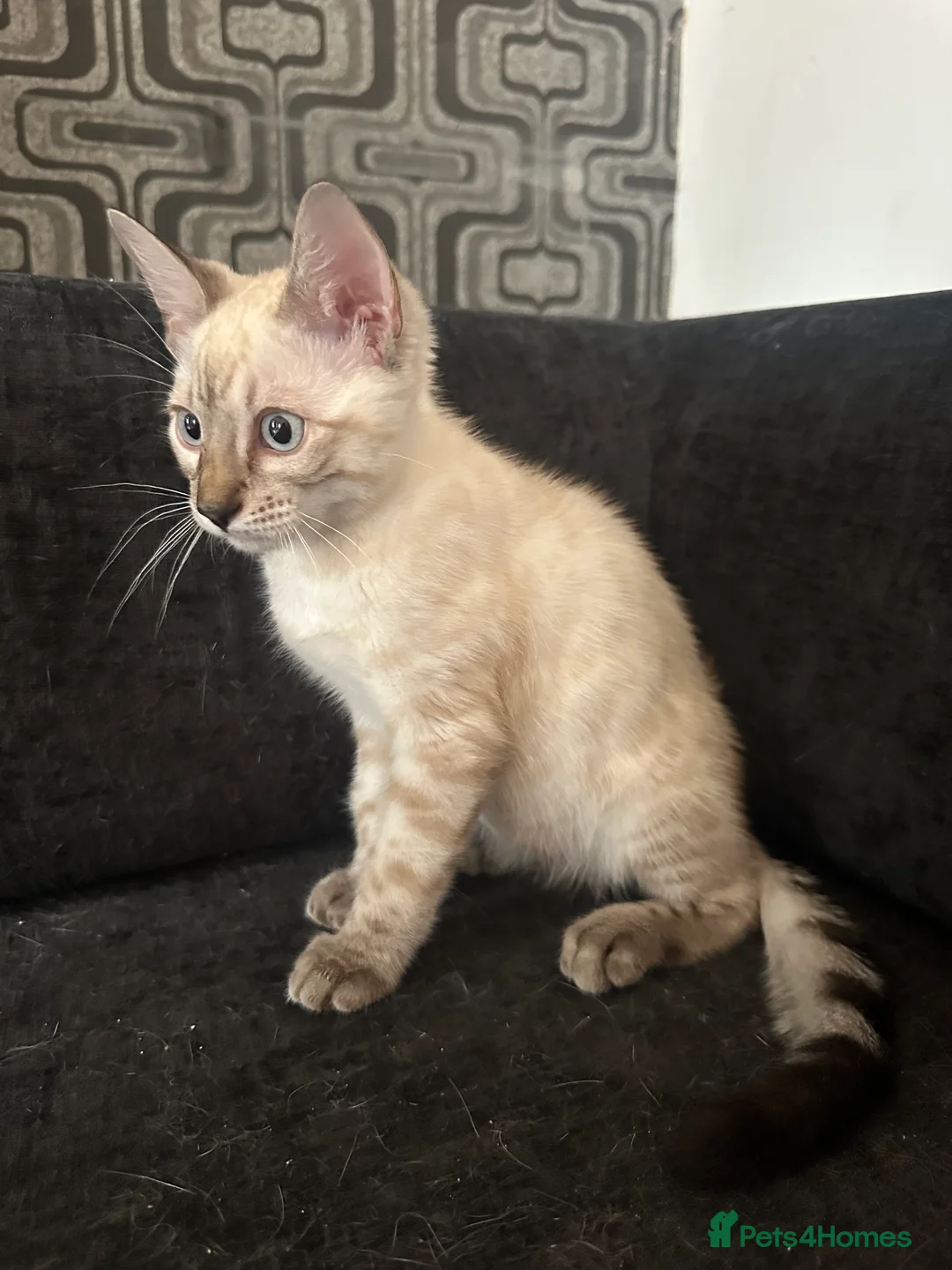 Bengal cats for sale: Snow Lynx Bengal Mix Kittens Need Home ASAP in Birmingham - Advert 7