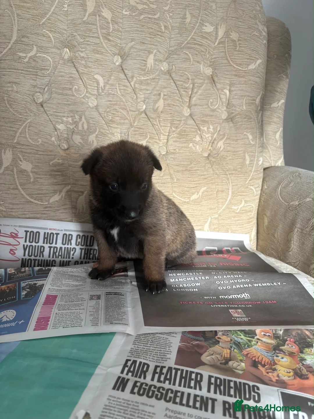 Belgian Shepherd Dog dogs for sale: Belgian Malinois x Dutch Puppies in Rotherham - Advert 2