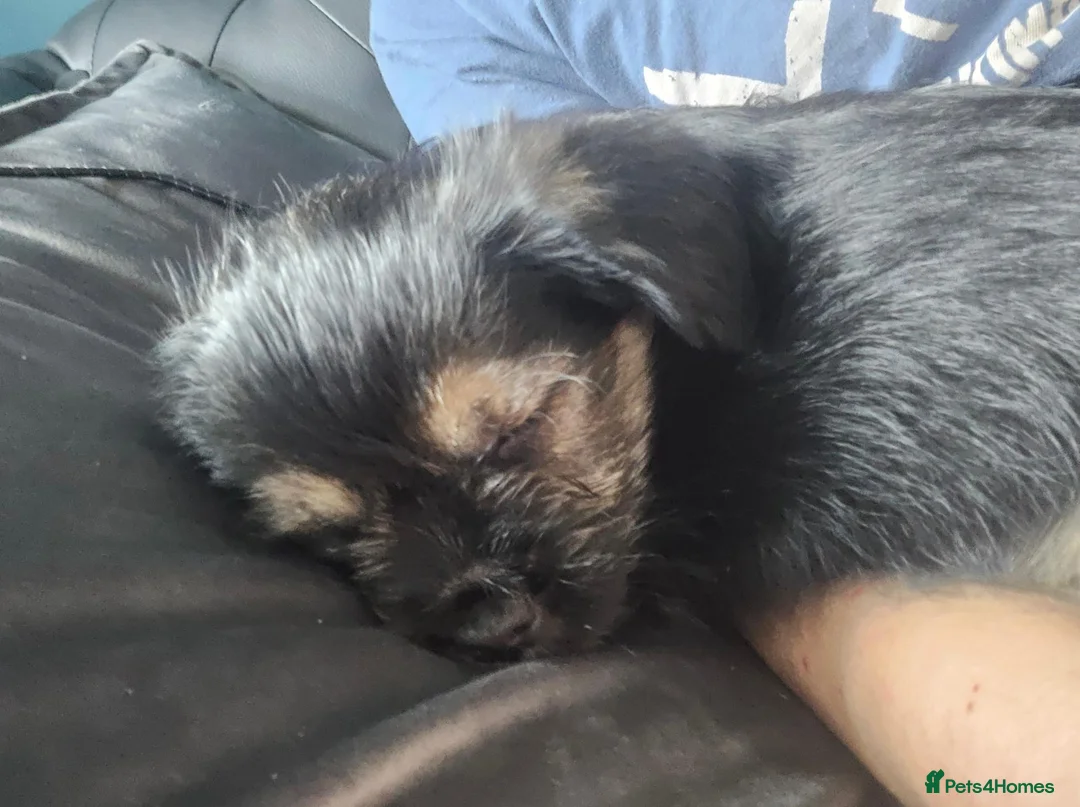 Mixed Breed dogs for sale: Puppy puppie for sale half frencie and yorkiepoo  - Advert 2