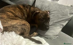 Staffordshire Bull Terrier dogs for sale: Loki - Brindle Staffie - Image 8