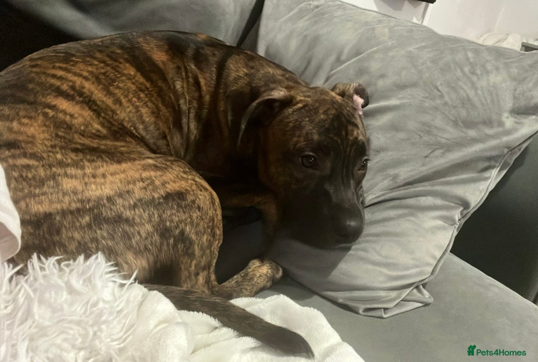 Staffordshire Bull Terrier dogs for sale: Loki - Brindle Staffie - Image 8