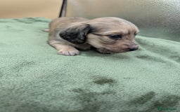 Miniature Dachshund dogs for sale: KC LONGHAIRED MINIATURE DACHSHUNDS  - Image 14