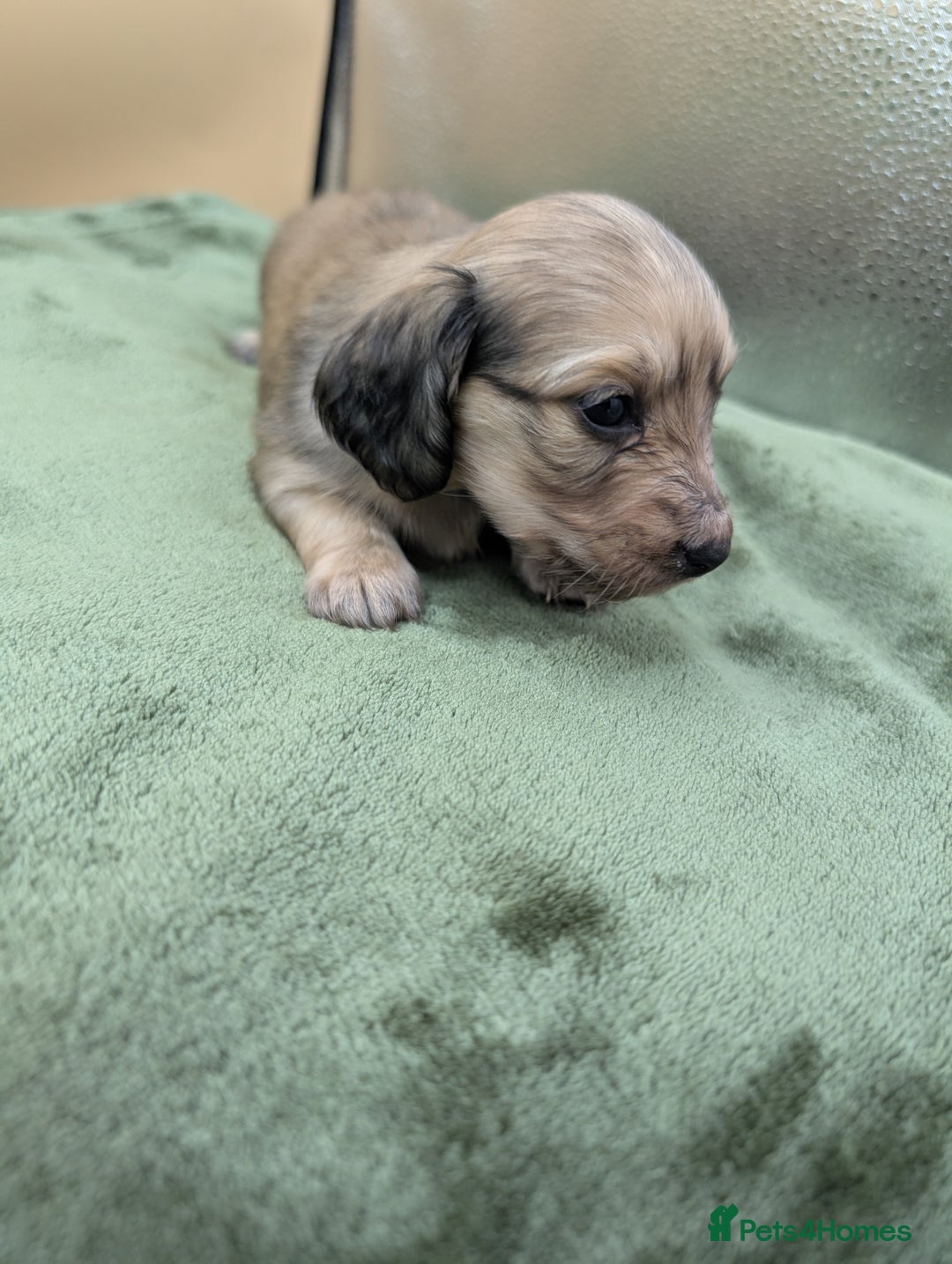 Miniature Dachshund dogs for sale: KC LONGHAIRED MINIATURE DACHSHUNDS  - Image 14