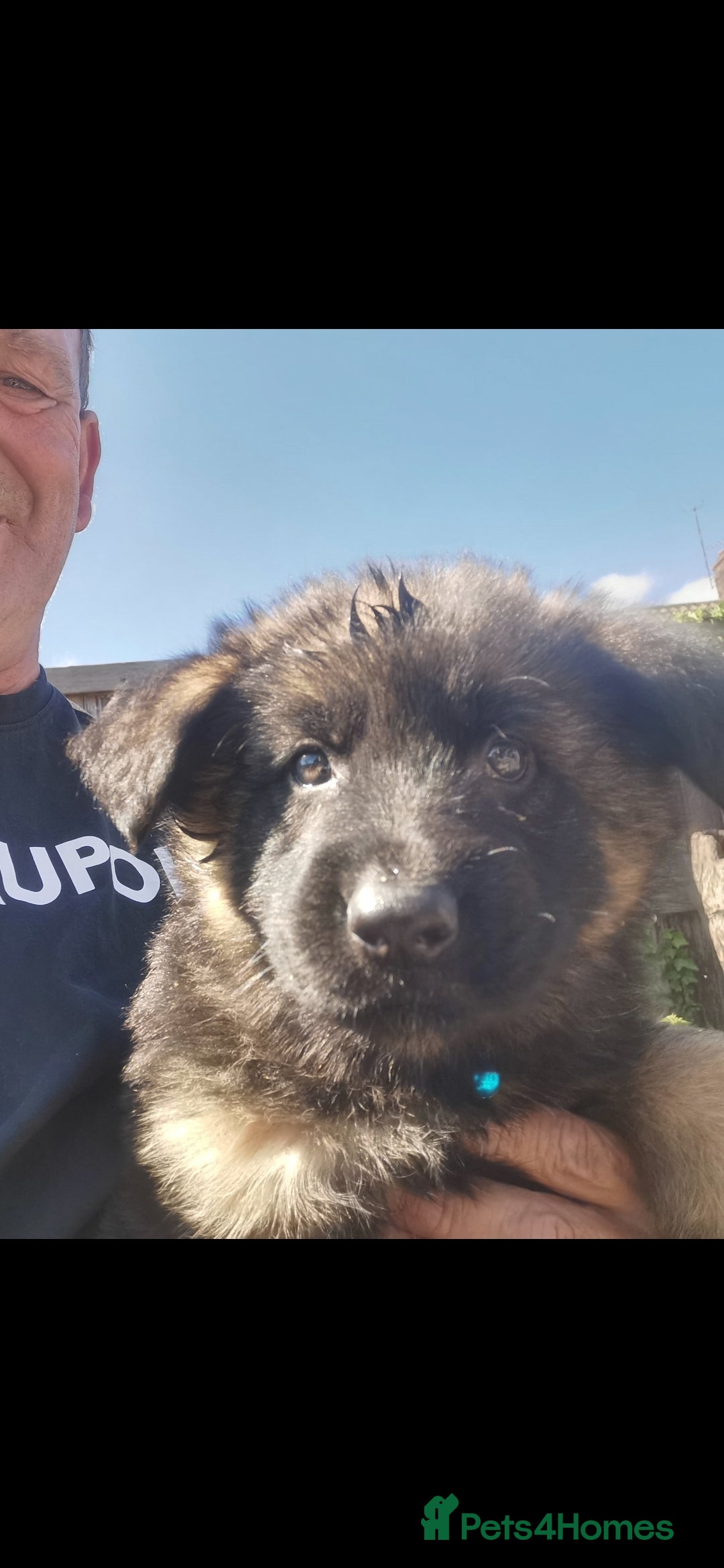 German Shepherd dogs German shepherd puppies - Advert 6