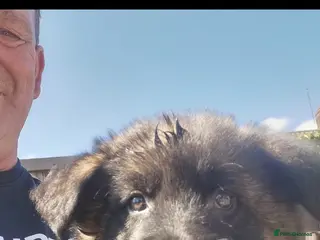 German Shepherd dogs German shepherd puppies - Advert 6