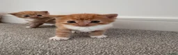 Mixed Breed cats for sale: ginger kittens  in Hailsham - Advert 28