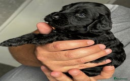 Cockapoo dogs for sale: OUTSTANDING FB1 COCKAPOOS - Image 20