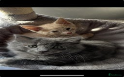 Mixed Breed cats for sale: Mix persian kittens - Image 13