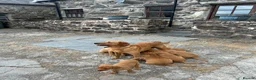 Labrador Retriever dogs for sale: Fox Red labrador Puppies For Sale in Bala - Advert 4