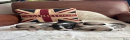 Welsh Corgi Pembroke dogs for sale: Gorgeous Pembrokeshire Corgi Puppies  - Advert 11