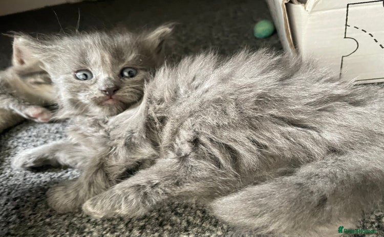 Mixed Breed cats - Advert 3
