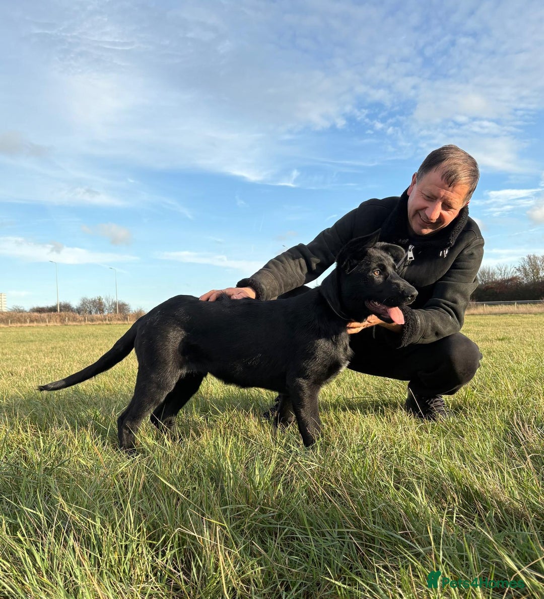 German Shepherd dogs for sale: KC Reg DDR GSD Puppy Rare Bloodline - Advert 12