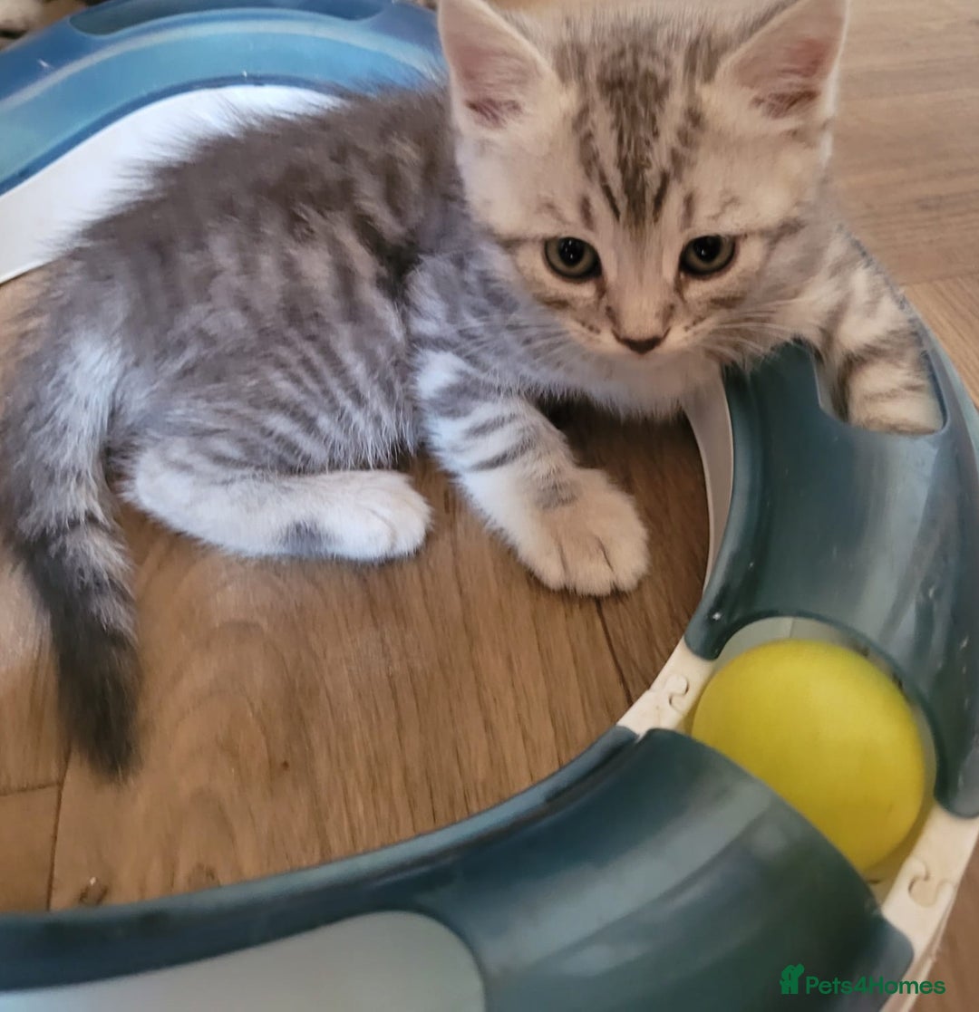Bengal cats for sale: Bengal x ragdoll kittens - Image 7