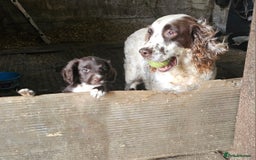 Sprocker dogs for sale: Sprocker pups - Image 1