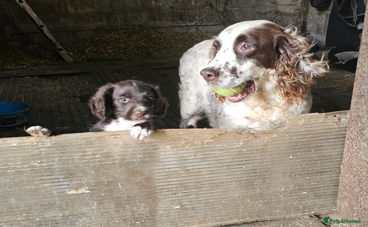 Sprocker dogs - Advert 2