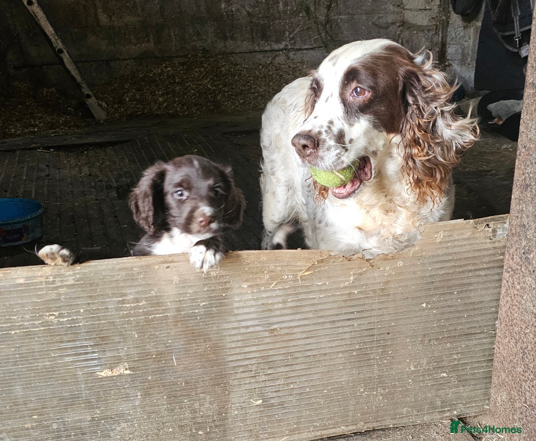 Sprocker dogs for sale: Sprocker pups - Image 1