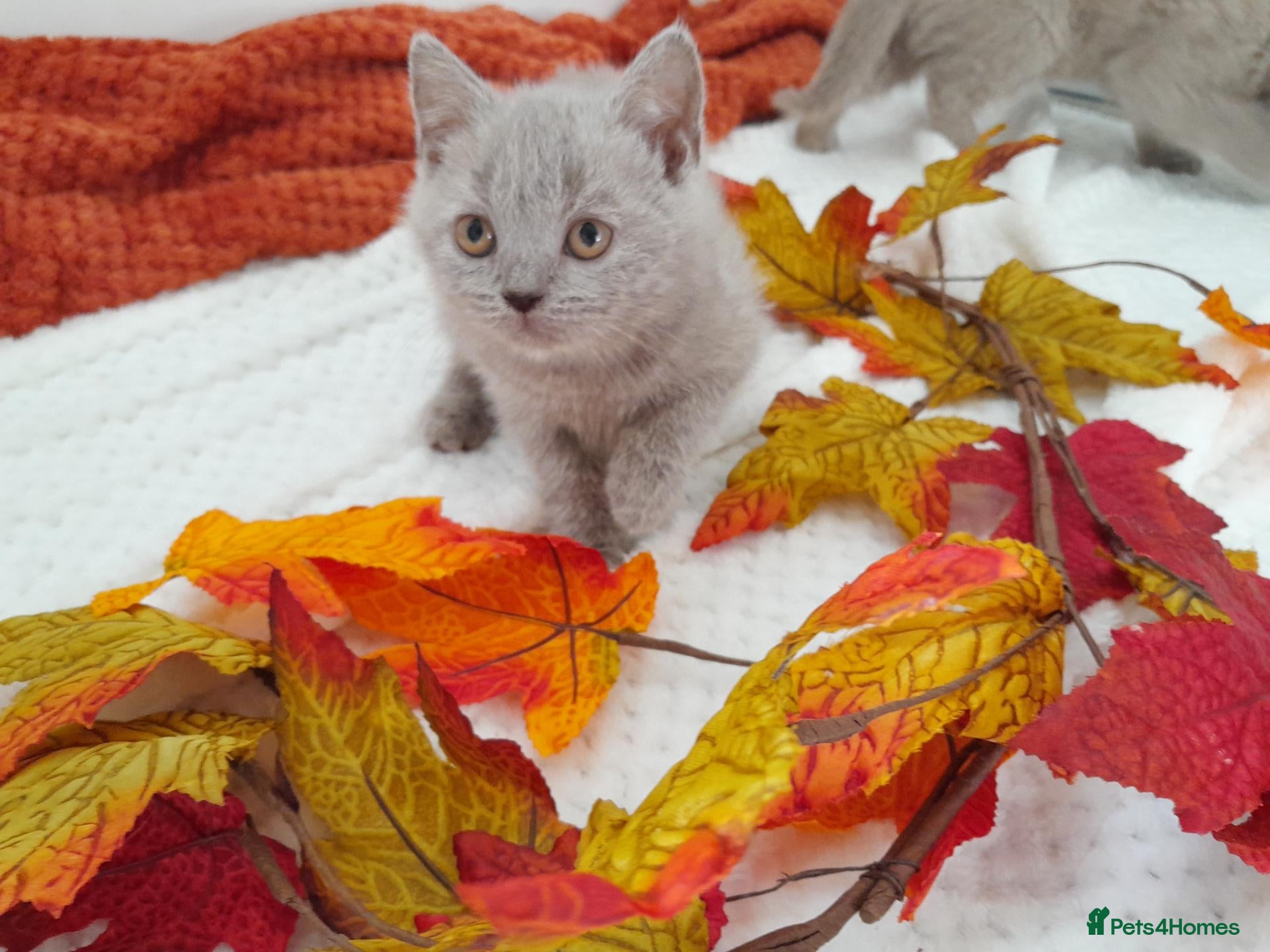 British Shorthair cats for sale: Blue and Lilac GCCF British Shorthair Kittens - Advert 2