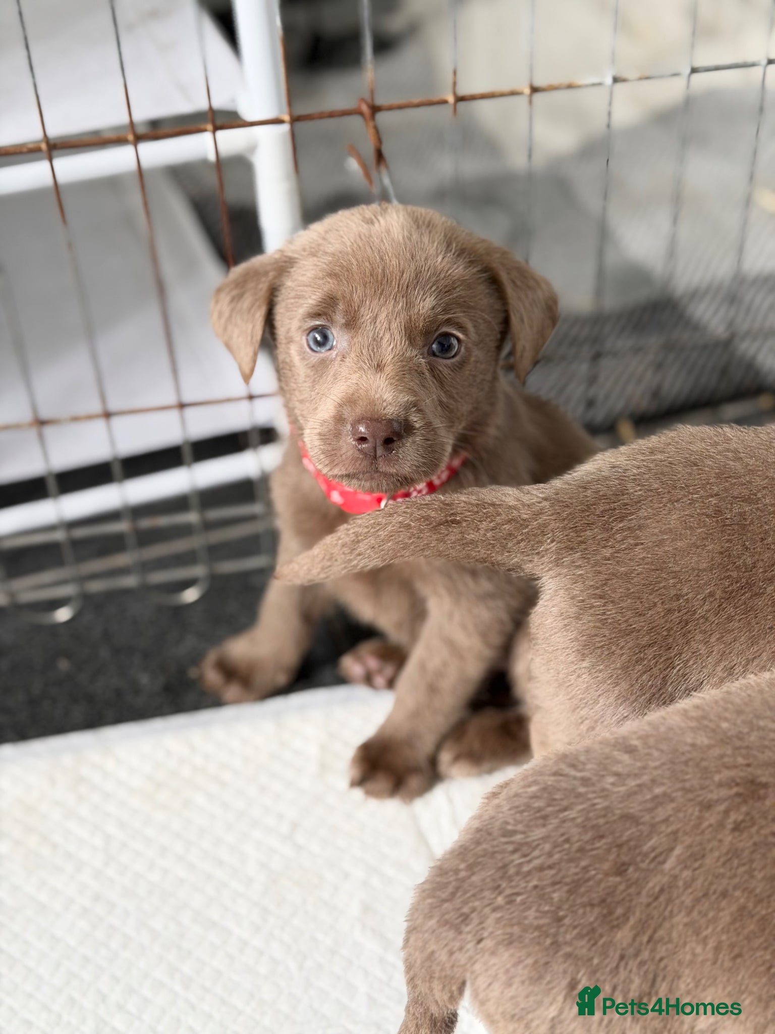 Labrador Retriever dogs 4 left Stunning Silver Labrador Pups  - Advert 18