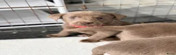 Labrador Retriever dogs for sale: 3 BOYS left Stunning Silver Labrador Pups  - Advert 3