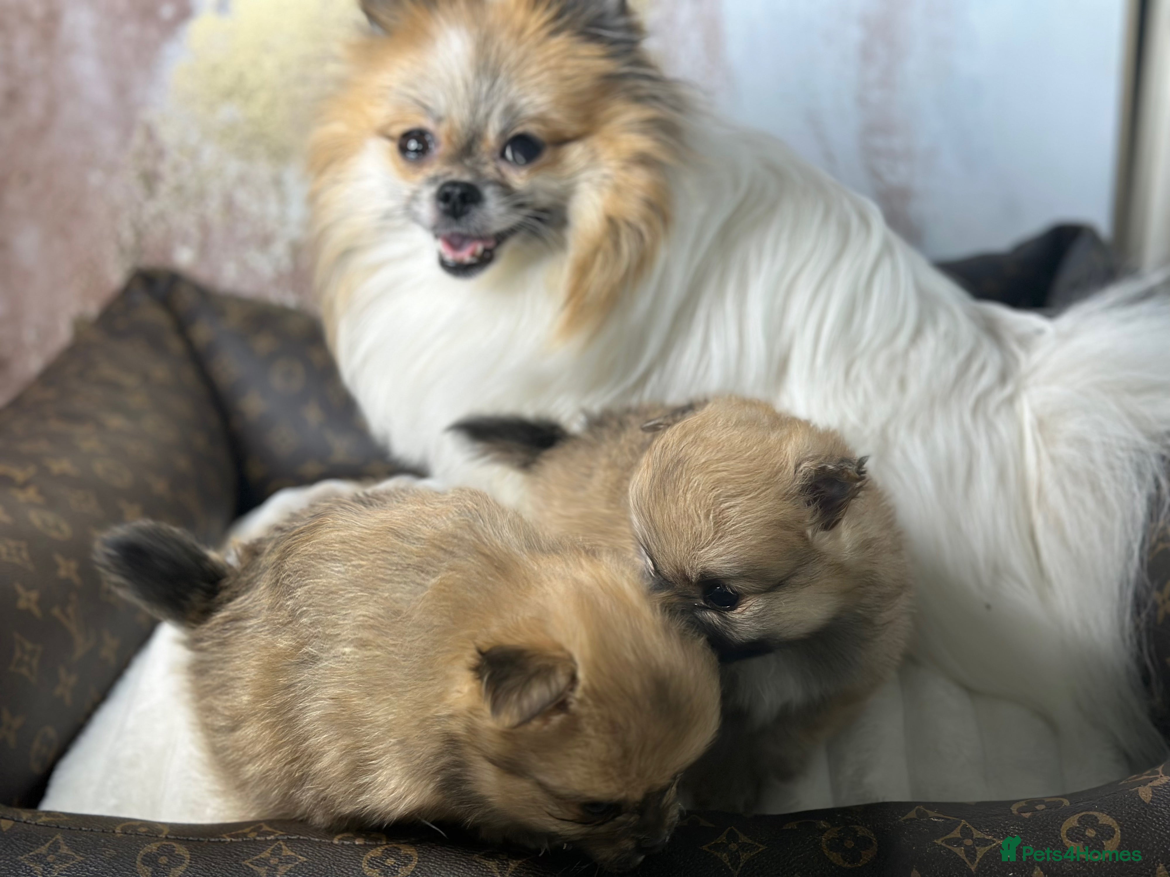 Pomeranian dogs Pomeranian puppies 💕 - Advert 13