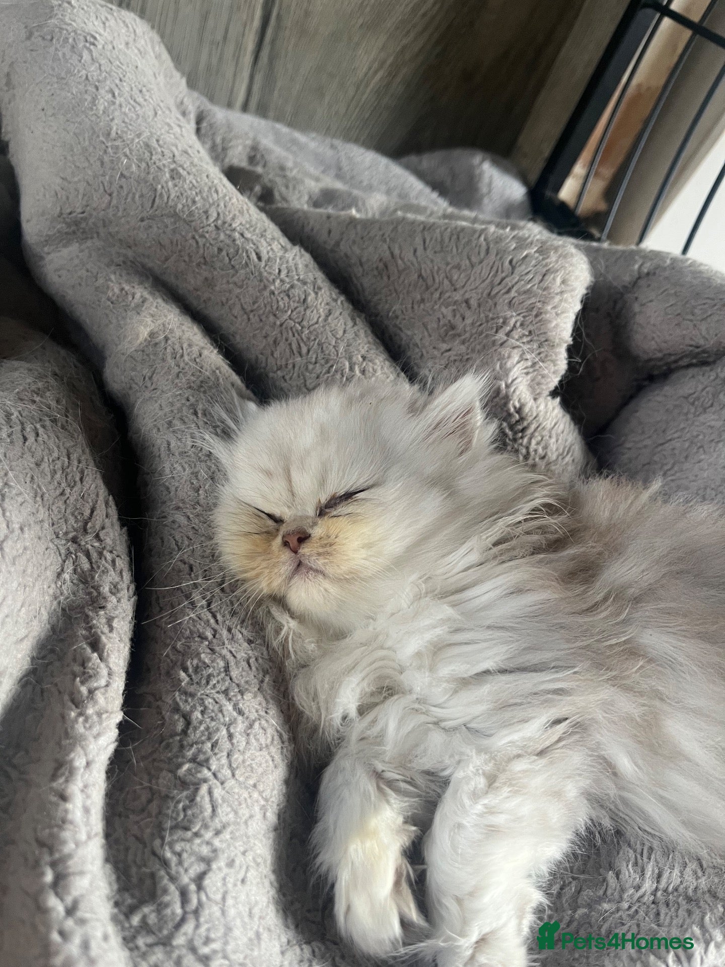 Persian cats for sale: Chinchilla Persians  - Advert 2