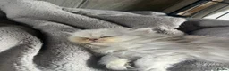 Persian cats for sale: Chinchilla Persians  - Advert 5