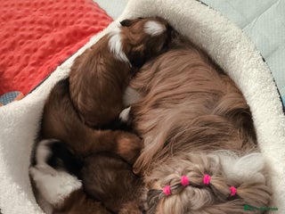 Shih Tzu dogs SHIH TZU STANDARD - PURE BREED - Advert 10