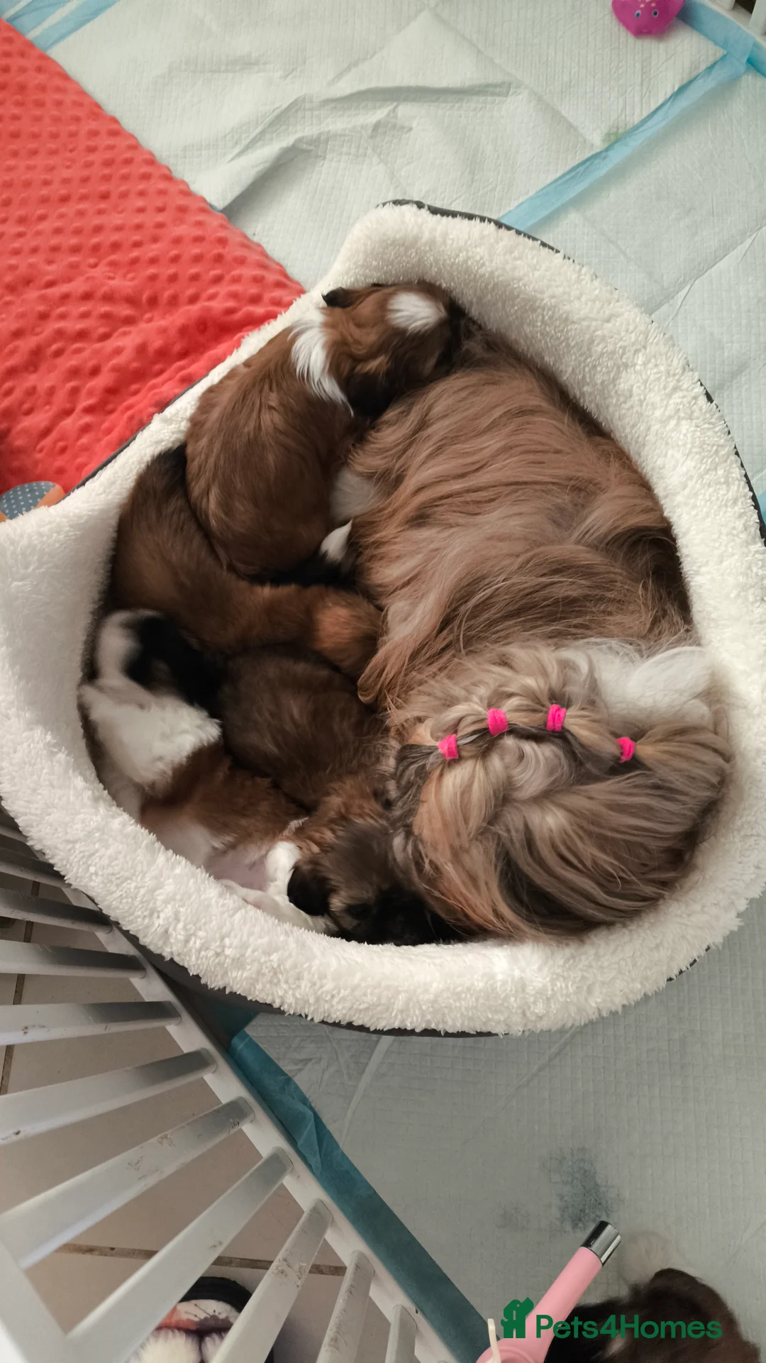 Shih Tzu dogs for sale: SHIH TZU STANDARD - PURE BREED  - Advert 12
