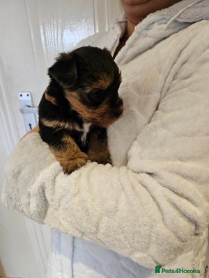 Yorkshire Terrier dogs Beautiful Yorkshire Terriers - Advert 1