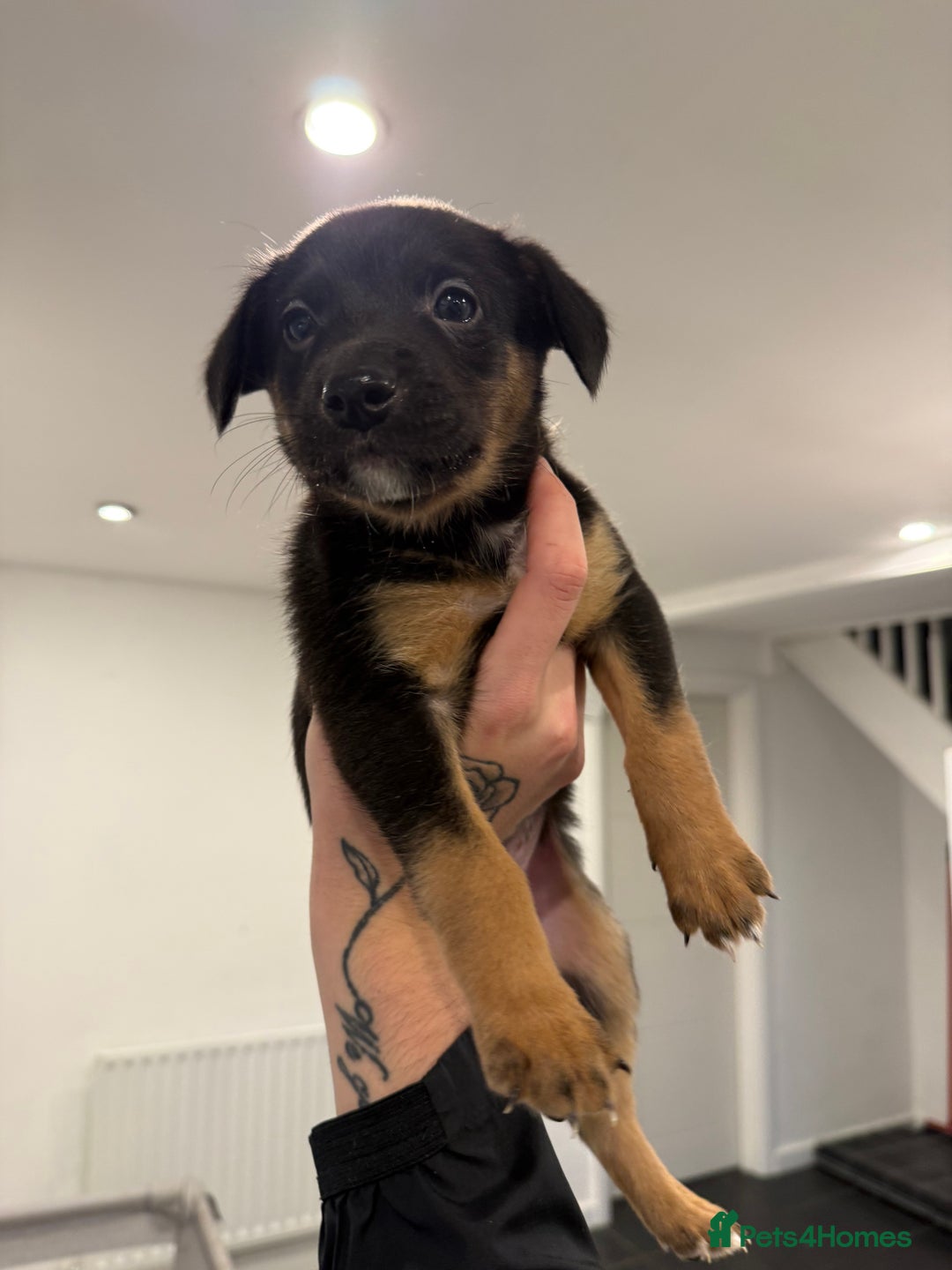 Borador dogs for sale: Border collie x lab puppies for sale  - Image 21