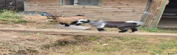 Goats livestock for sale: Two female short legged pygmy goats - Advert 5