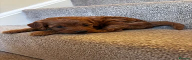 Cockapoo 2