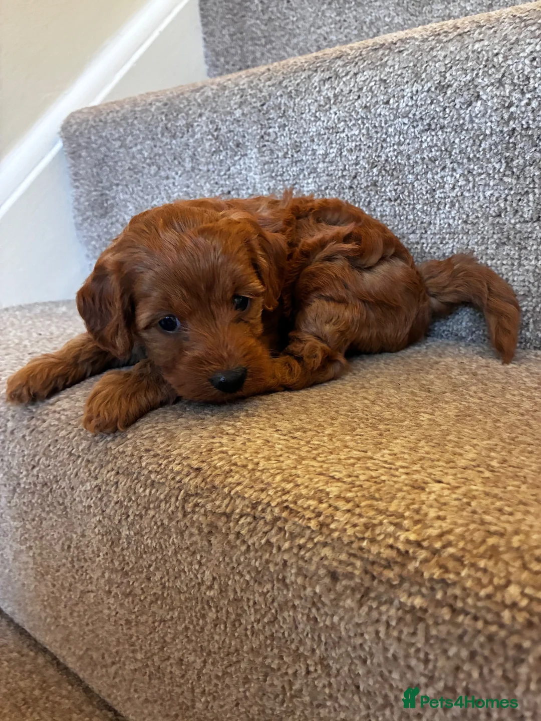 Cockapoo dogs for sale: One week and a half f1 cockapoos  - Advert 2